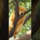 Cutest Dogs and Golden Retriever Puppies You'll See Today 🐶 Funny, Adorable & Sweet Dog Moments