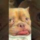 Cutest Dogs and Puppies You'll See Today. Adorable, Sweet & Heartwarming Dog Moments 🐶