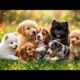 Cutest Puppies Ever 🐶🔥 cute puppies, puppies vedio, dog vedios, dog,dog voice