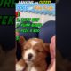 Cutest Puppies of tiktok Ranked by Likes! 😮😮