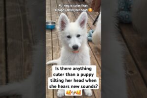Cutest puppy head tilt 🥰 #dogshorts #puppy #whiteswissshepherd #doggielife #headtilt