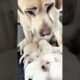 ❤️❤️❤️❤️Cutest puppy moments