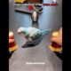 Different Animals Playing Shell Game vs Cat 💀 #edit #animal #skulledit #usa