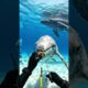 Diver Saves Giant Whale Shark From Painful Fishing Hook! 🦈❤️