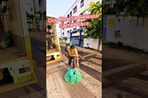Dog Rescue Release Same Place #release #dog #streetdogrescue #dogshorts #rescue #ytviral #shorts