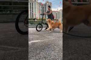 Dog Vlog 101 Chasing a bike #cycling #bicycle #vlogging #dachshund #youtubeshort #2025 #playing
