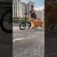 Dog Vlog 101 Chasing a bike #cycling #bicycle #vlogging #dachshund #youtubeshort #2025 #playing