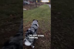 Dog recognizes her in public after not seeing her for 6 months 👏❤️