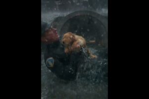 Emotional Animal Rescue Story ❤️ #viral #foryou