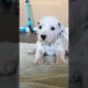 Filhotes de cães mais fofos. #cachorro #pets #animal
