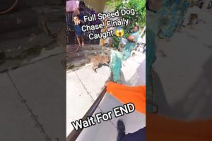 🐕 Full Speed Dog Chase! Finally Caught 😱 #dog #rescue #animals #dogwithpublicsafety