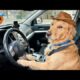 Funniest & Cutest Dogs of 2026 🐶🐾 | Try Not To Laugh Challenge!