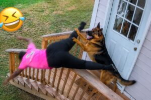 Funniest Dogs On The Internet Right Now 😂 Best Funny Animals 2026