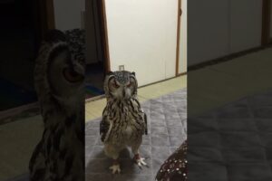Funny Owl Intrigued by Stuffed Rat