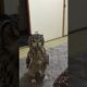 Funny Owl Intrigued by Stuffed Rat