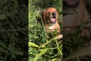 Funny cute puppies #shorts