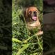 Funny cute puppies #shorts