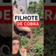 Galinha luta com cobra cascavel no quintal