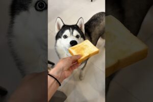 🐶🍞 Giant Bread Challenge for Cute Puppies! 😂❤️#shorts
