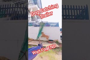 Gojo Is Back Dog Catch Trailer #trailer #ytviral #dog #rescue #streetdogrevival #animals