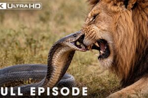 Greatest Fights In The Animal Kingdom | FULL EPISODE | Wildlife Documentary