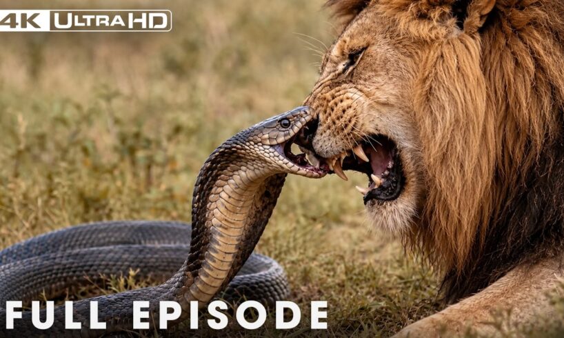 Greatest Fights In The Animal Kingdom | FULL EPISODE | Wildlife Documentary