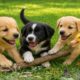🐶💫 Happy Fluffy Puppies Playing on the Green Grass – Cute Dog Adventure – Relaxing Dog Video