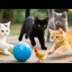 Happy kittens playing with chicks on the grass - Cat sounds - Cat videos