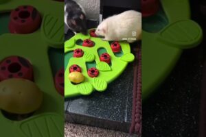 Have you ever seen Zoo animals playing with Dog Puzzles 🧩 @Nina_Ottosson