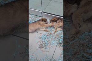He won't let his twin sleep! #animals #shorts #pet