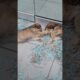 He won't let his twin sleep! #animals #shorts #pet