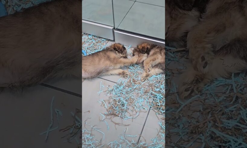 He won't let his twin sleep! #animals #shorts #pet