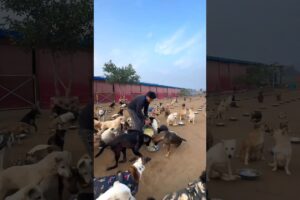 Heart touching love ❣️.  #dogs #animals #puppy #help #rescue #shorts