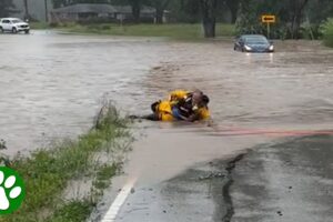 Hero Firefighter Rescues Baby Deer Swept Away by Flood!
