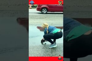 Heroes Saving Animals in Incredible Real-Life Rescues 🐾❤️ part 4