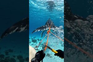 Heroic Diver Rescues Helpless Whale Trapped in Heavy Anchor Chains!