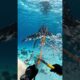 Heroic Diver Rescues Helpless Whale Trapped in Heavy Anchor Chains!