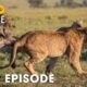 Hostile Planet (FULL EPISODE) | Battle for Survival in Predator Territory | Animal documentary