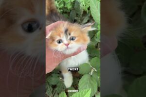 I Saved a Stray Calico, But She’s Hiding a Secret...