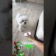 🐶🏆💕I declare that puppies are definitely the cutest creatures in the world! #funnypets#funny