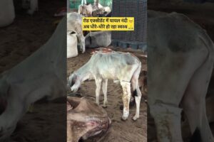 🐄 Injured Cow Rescue | Humanity Still Exists ❤️ Save Animals, Save Lives