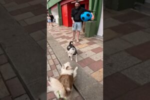 Interactions with my dog!! #viral #dogs #pets #viola #petshub #duet #dogshorts #play #funny