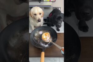 Jab Ek Kutte Ne Insaniyat Sikhai #viral #dog #pets