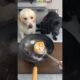 Jab Ek Kutte Ne Insaniyat Sikhai #viral #dog #pets
