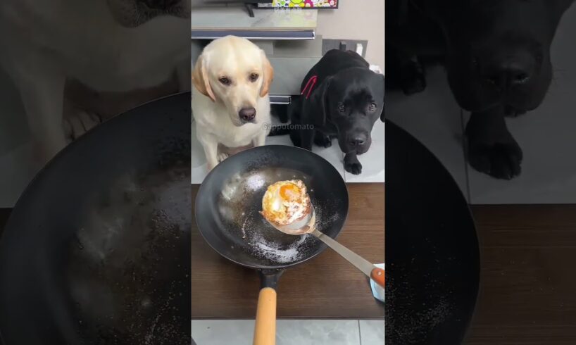 Jab Ek Kutte Ne Insaniyat Sikhai #viral #dog #pets