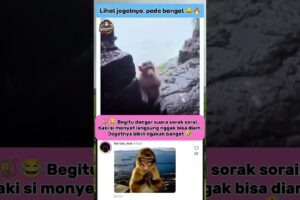 Jogetnya Bikin Semua Orang Ngakak😁😆#monkey #monyet #animals #hewanlucu #viral #tranding