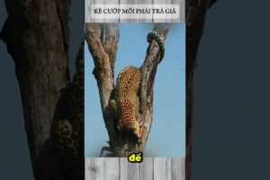 KẺ CƯỚP MỒI PHẢI TRẢ GIÁ #leopard #hyena #leopardvshyena #leopardhunting