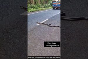 King Cobra Crossing the Road – Drive Safe, Save Wildlife #snake #cobra #wildlife #animals