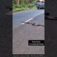 King Cobra Crossing the Road – Drive Safe, Save Wildlife #snake #cobra #wildlife #animals