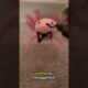 Kisah Axolotl yang Ditemukan dan Kini Punya Bayi Menggemaskan🥰 #animals